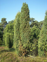 Juniperus_communis