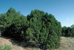 Juniperus_monosperma