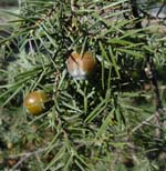 Juniperus_oxycedrus