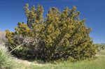 Juniperus_pinchotii