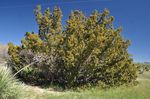Juniperus_pinchotii