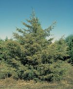 Juniperus_virginiana