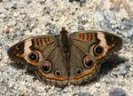 Junonia_coenia