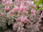 Kalanchoe_fedtschenkoi