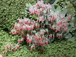 Kalanchoe_laxiflora