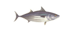 Katsuwonus_pelamis
