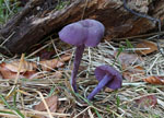 Laccaria_amethystina_LaAM_08_1