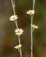 Lactuca_saligna
