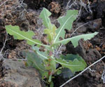 Lactuca_serriola