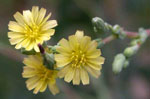 Lactuca_virosa