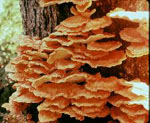 Laetiporus_sulphureus_93_53