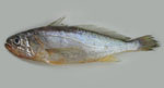 Larimichthys_crocea