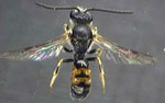 Lasioglossum_albipes