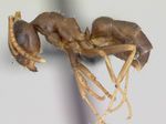 Lasius_neglectus