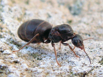 Lasius_niger