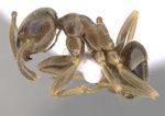 Lasius_turcicus