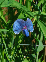 Lathyrus_sativus