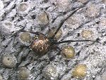 Latrodectus_geometricus