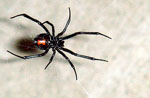 Latrodectus_hesperus