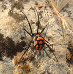 Latrodectus_tredecimguttatus