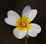 Leavenworthia_alabamica