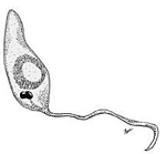 Leishmania_mexicana_MHOM_GT_2001_U1103