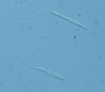 Leishmania_tarentolae