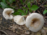 Lentinus_tigrinus