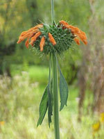 Leonotis_nepetifolia