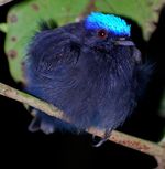 Lepidothrix_coronata