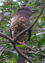 Leptosomus_discolor