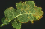 Leptosphaeria_maculans__brassicae__group