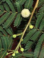 Leucaena_leucocephala