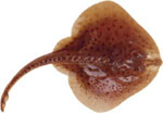 Leucoraja_erinacea