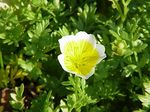 Limnanthes_douglasii