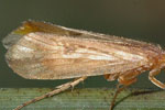 Limnephilus_flavicornis