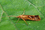 Limnephilus_lunatus