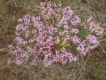 Limonium_bicolor