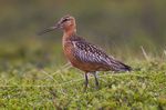 Limosa_lapponica_baueri