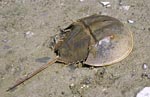 Limulus_polyphemus