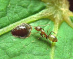 Linepithema_humile