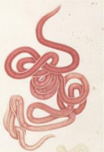 Lineus_sanguineus