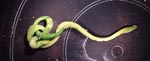 Lineus_sp__IRT_2002