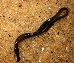 Lineus_viridis
