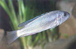 Lipochromis_sp___matumbi_hunter_
