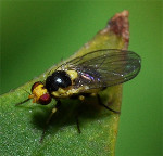 Liriomyza_trifolii