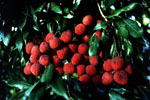 Litchi_chinensis