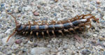 Lithobius_forficatus