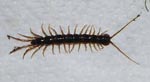 Lithobius_sp__IRT_2002