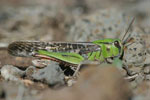 Locusta_migratoria